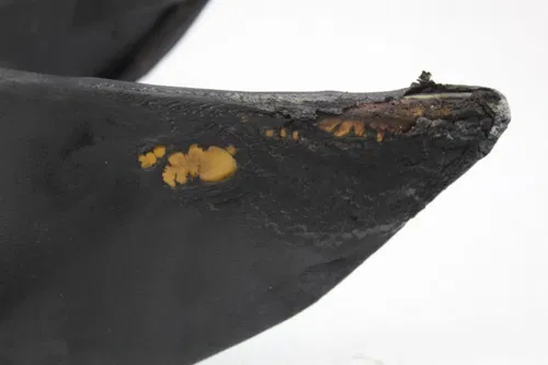 14-16 KTM SUPER DUKE 1290 R FRONT DRIVERS SEAT PAD SADDLE PILLION (READ)